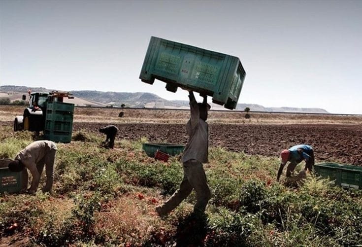 Tre euro l’ora agli schiavi dell’olio – Blitz in collina, presi i caporali